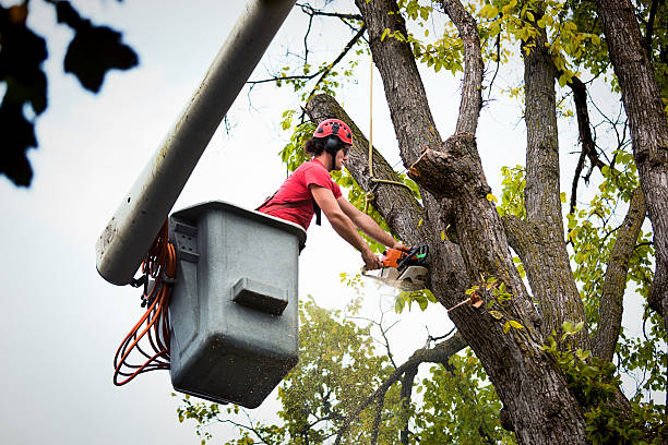  Holly Lake Ranch, TX Tree Removal Pros