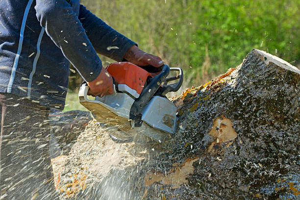 How Our Tree Care Process Works  in  Holly Lake Ranch, TX