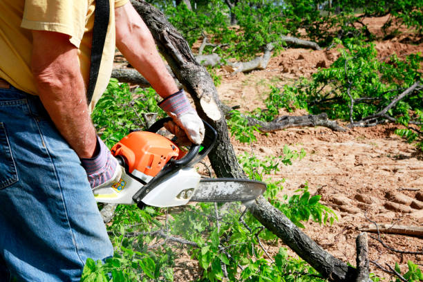 Best Tree Preservation Services  in Holly Lake Ranch, TX